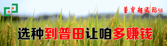 致富经有机水稻种植_现代水稻种植机器设备有哪些_致富经种植水稻视频