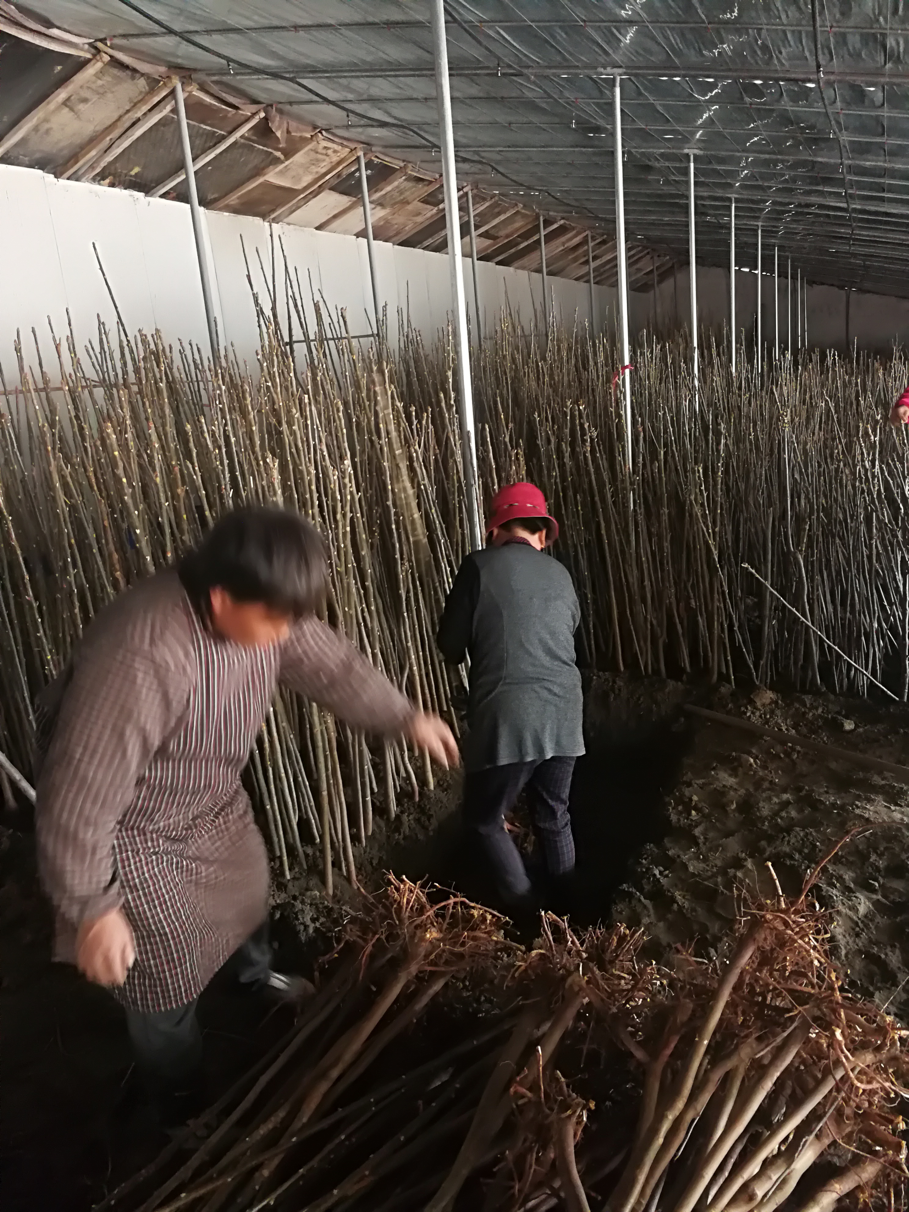 香椿苗种植技术