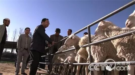 沙漠养牛能降低防疫成本_沙漠养奶牛_致富经沙漠养牛