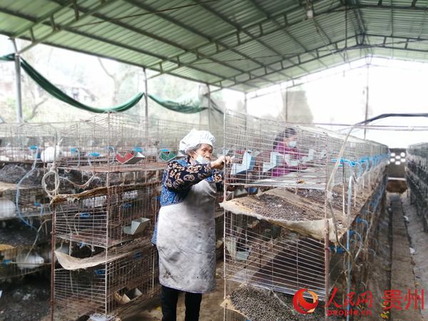 致富经肉兔的养殖技术视频_肉兔养殖视频致富经历_肉兔养殖场视频