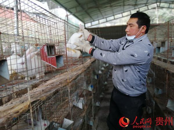肉兔养殖场视频_致富经肉兔的养殖技术视频_肉兔养殖视频致富经历