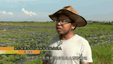 种绿桐树能赚钱吗_种植绿桐树走上致富路_绿桐树种植前景