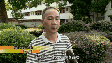 种绿桐树能赚钱吗_种植绿桐树走上致富路_绿桐树种植前景