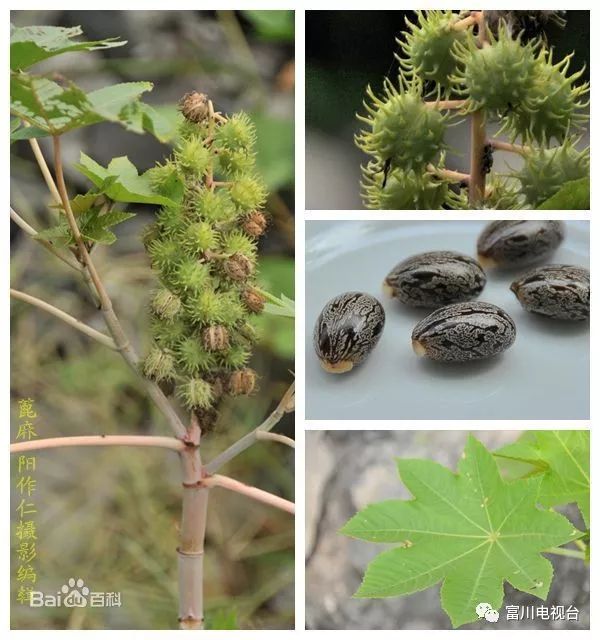 绿桐树种植前景_种植绿桐树走上致富路_种绿桐树能赚钱吗