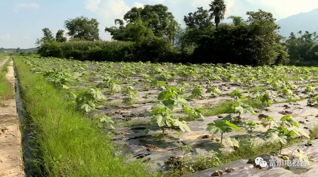 绿桐树种植前景_种植绿桐树走上致富路_种绿桐树能赚钱吗