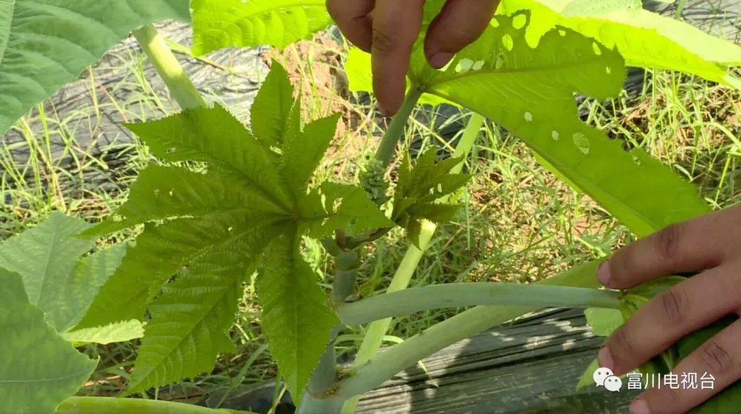 绿桐树种植前景_种绿桐树能赚钱吗_种植绿桐树走上致富路