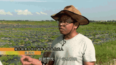种植绿桐树走上致富路_种绿桐树能赚钱吗_绿桐树种植前景