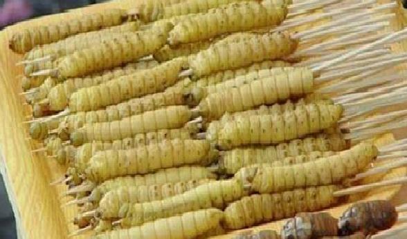 豆青虫蕴含丰富的蛋白质，成为人民口中不可难得的营养食材