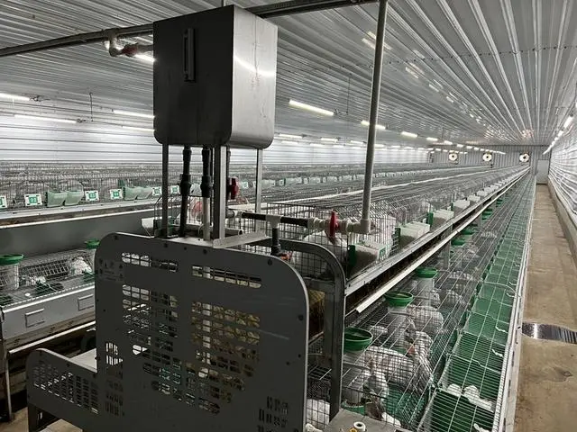 致富经肉兔的养殖技术视频_肉兔养殖视频致富经历_肉兔养殖视频大全