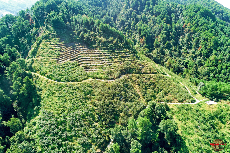 犹绍华：乡村振兴的带头人