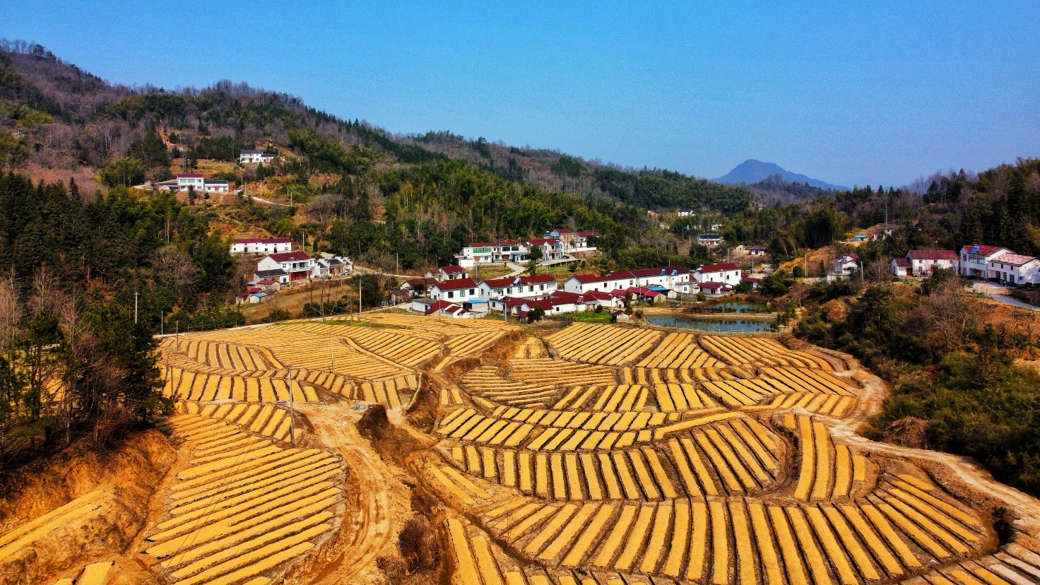 黄精种植条件和技术_黄精种植条件和技术_黄精种植条件和技术