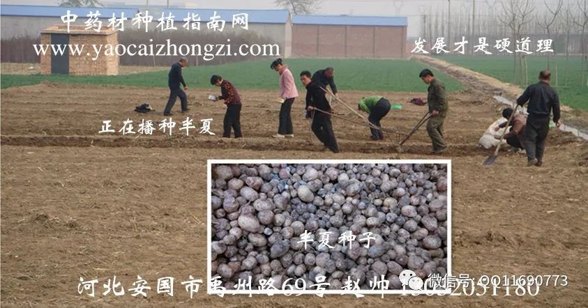 天南星种苗_天南星的种植成本和利润_天南星种植致富
