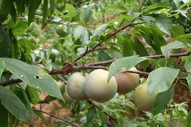 李子种植树技术密植方案_李子种植树技术密植视频_李子树密植种植技术