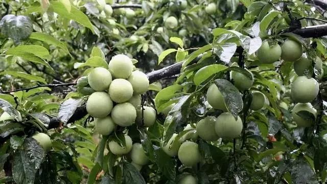李子树密植种植技术_李子种植树技术密植视频_李子种植树技术密植方案