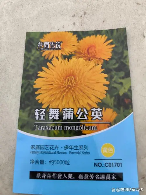蒲公英盆栽播种繁殖让你轻松拥有——花园传说