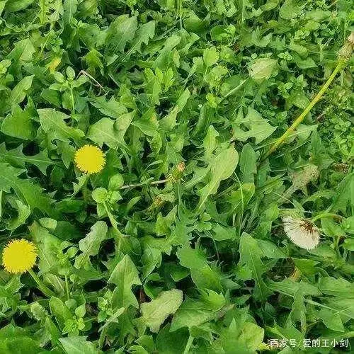蒲公英种植法_蒲公英种子如何种植技术_蒲公英种子种植技术视频