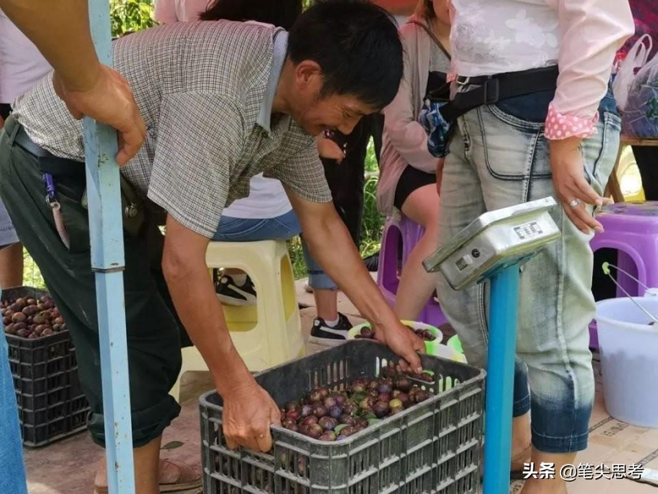 四川李子种植致富视频大全_四川李子种苗基地_李子种植技术视频