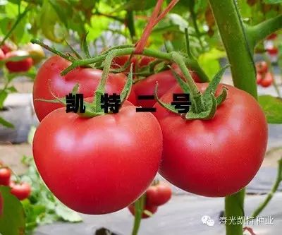 夏番茄什么时候种_种植夏蕃茄技术要求_夏蕃茄种植技术