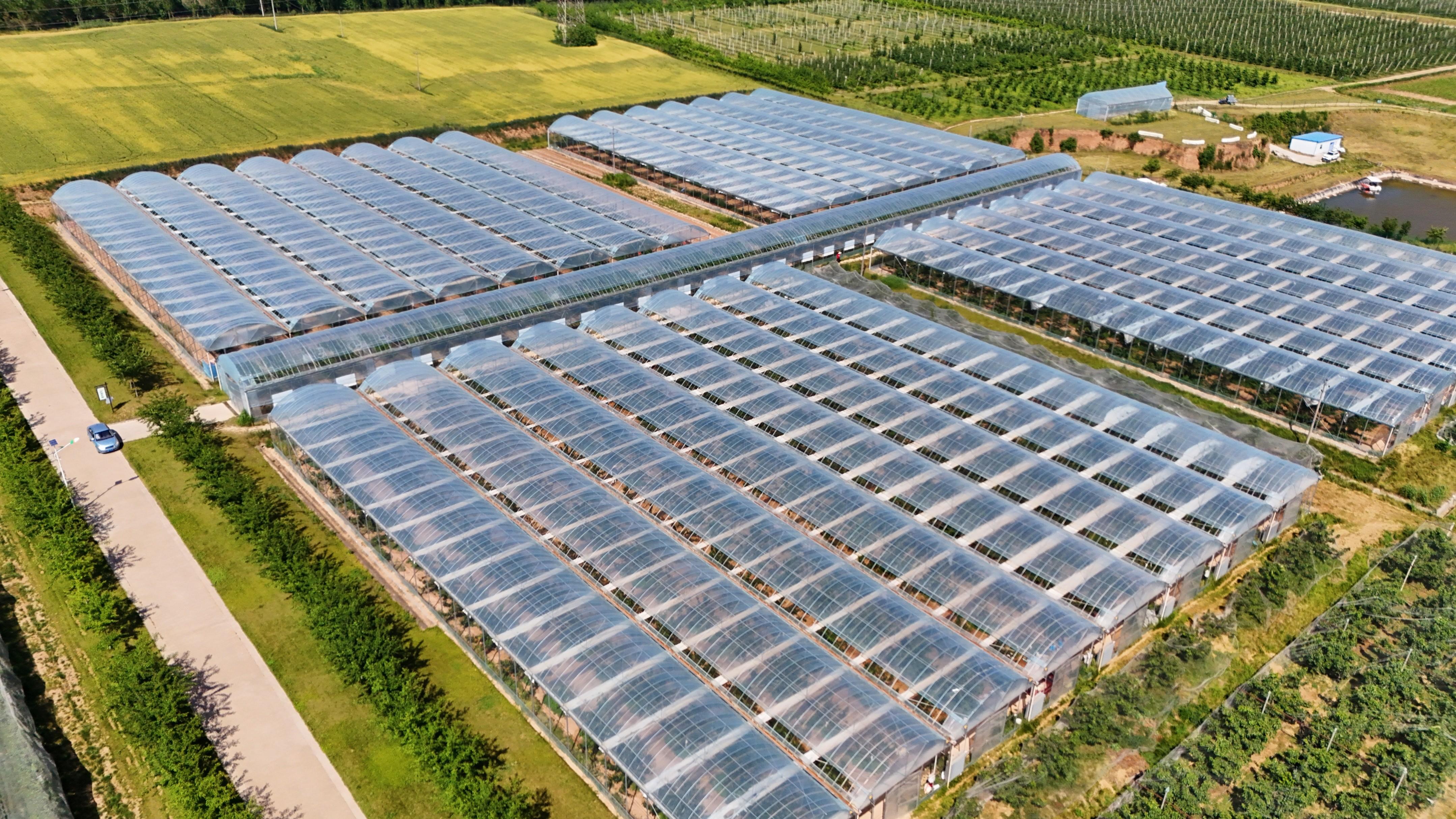 乡村振兴的宝鸡实践|硕果满枝香满园——千阳苹果的致富密码