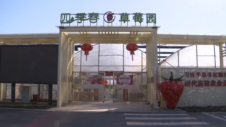 镇江丹徒：小草莓变身致富果 产业发展助推乡村振兴