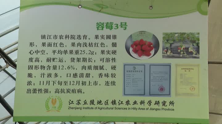 湖南致富果种植_湖南种植水果_湖南种植什么水果前景最好