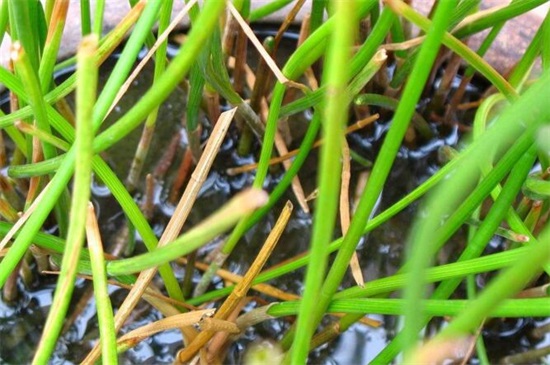 孛荠种植技术_孛荠种植方法_孛荠种孛荠种植视频