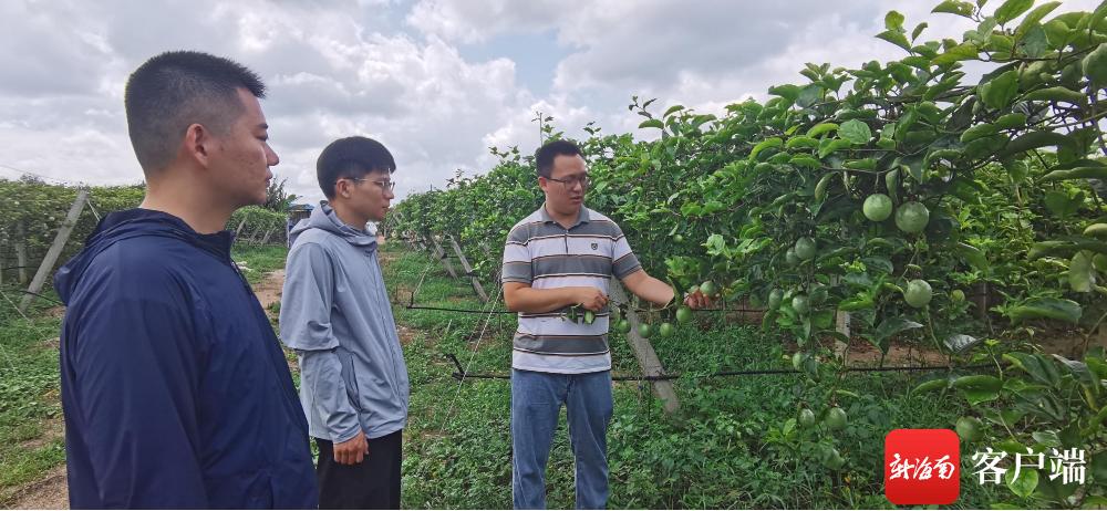 致富湖南种植果树视频_湖南种植水果_湖南致富果种植