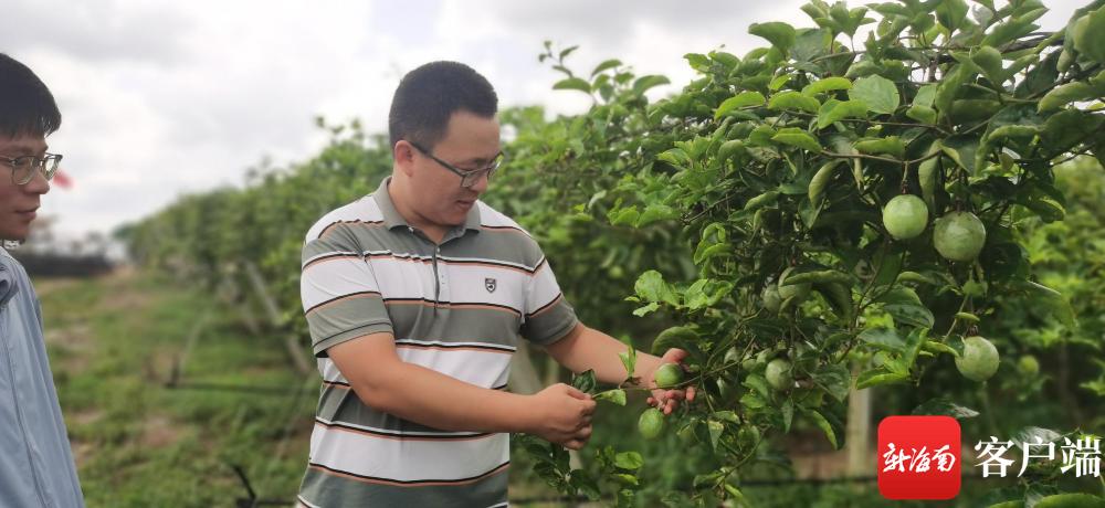 湖南种植水果_致富湖南种植果树视频_湖南致富果种植