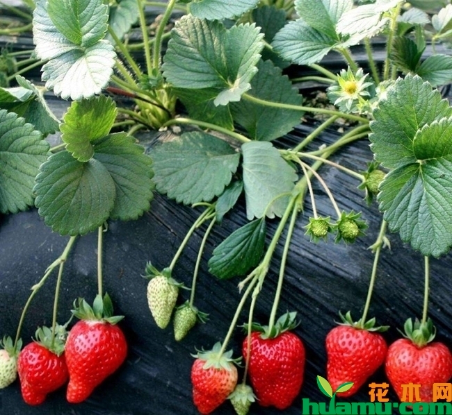 草莓种植图片.jpg