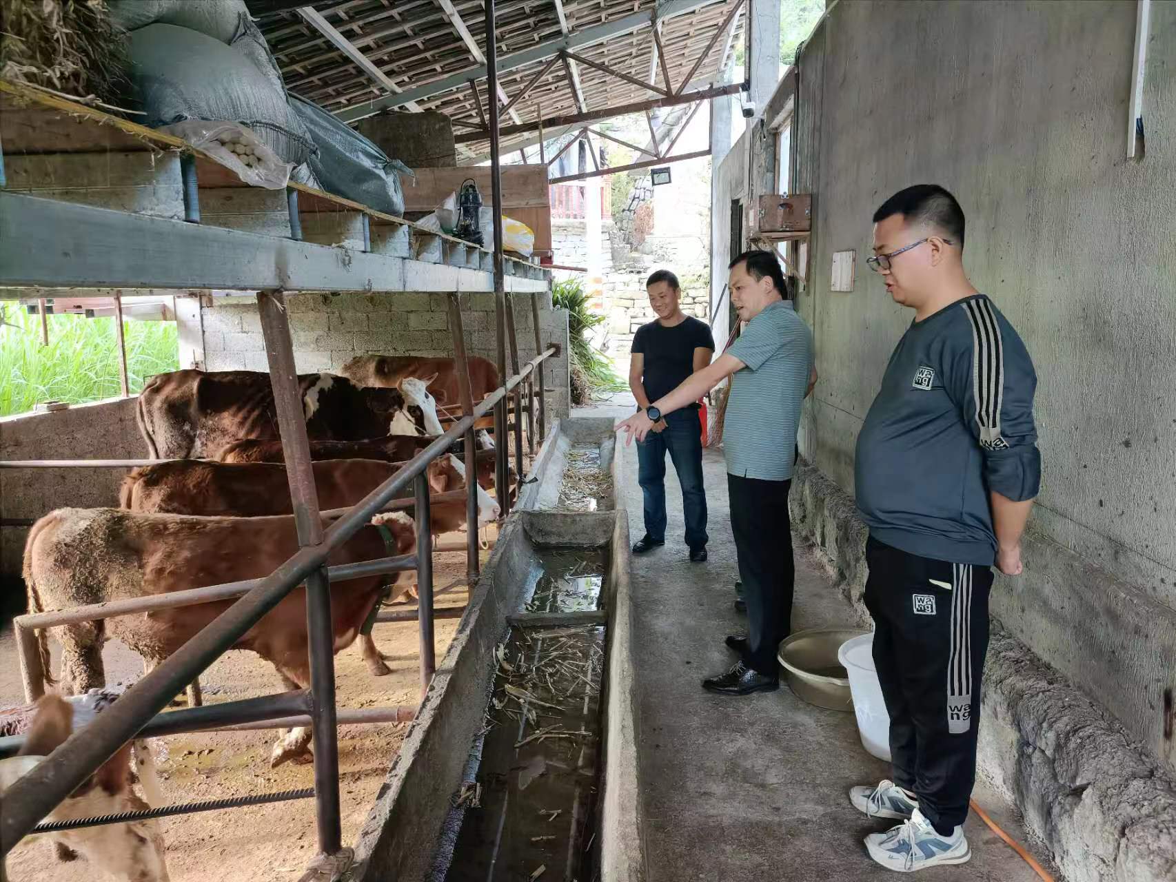 胡家湾乡：肉牛养殖有方法   “犇”出幸福致富路