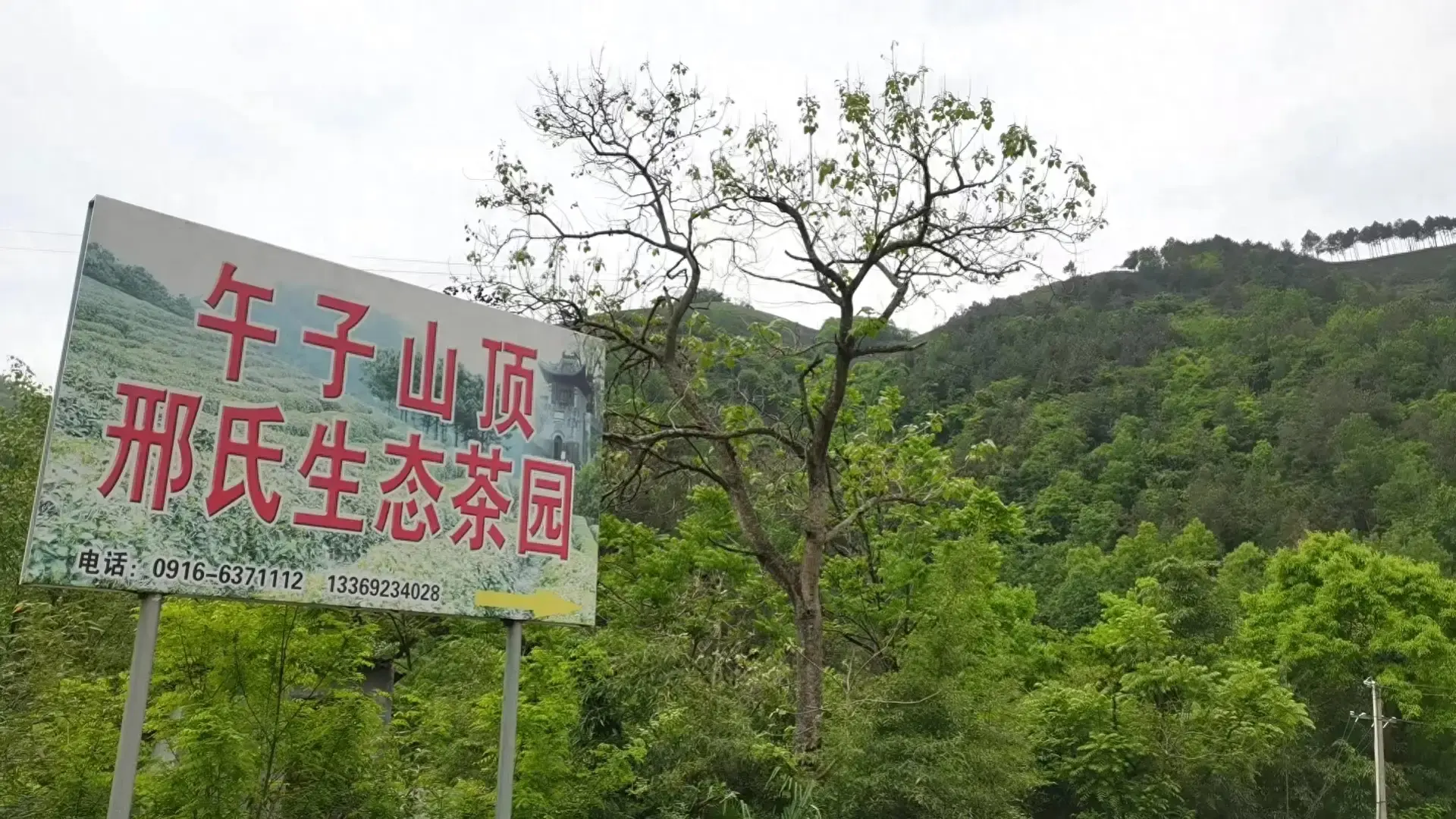 种植茶叶致富作文_致富茶叶种植作文素材_茶叶致富奔小康作文