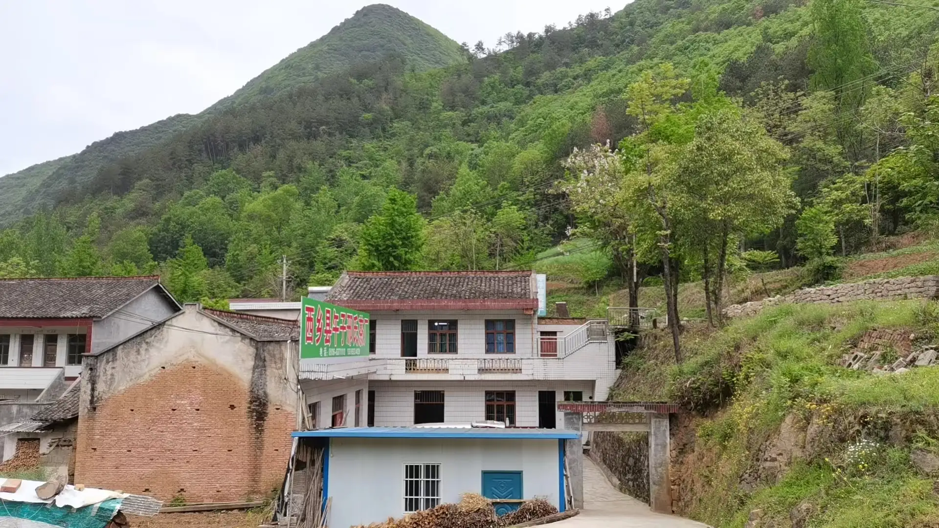 致富茶叶种植作文素材_种植茶叶致富作文_茶叶致富奔小康作文