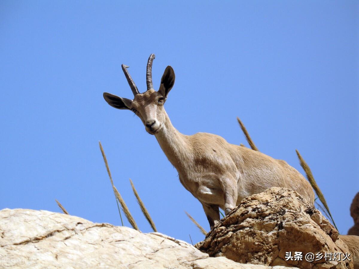 山区养殖羊技术_山区养羊视频_山区养殖羊技术视频