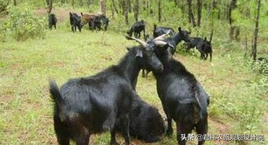 山区养殖羊技术_山区养羊视频_山区养殖羊技术方案