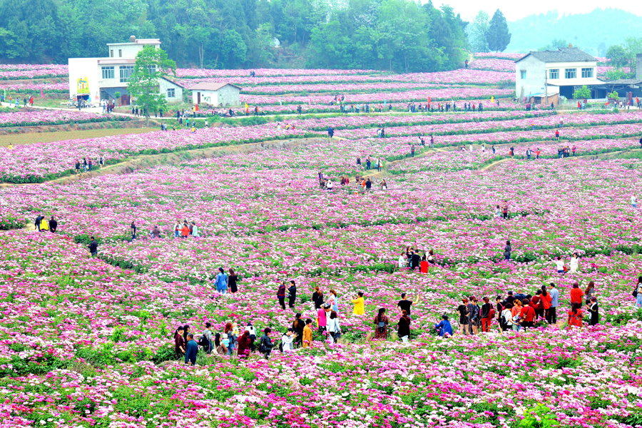 中江遍开芍药花 走好“乡村振兴”路(组图)