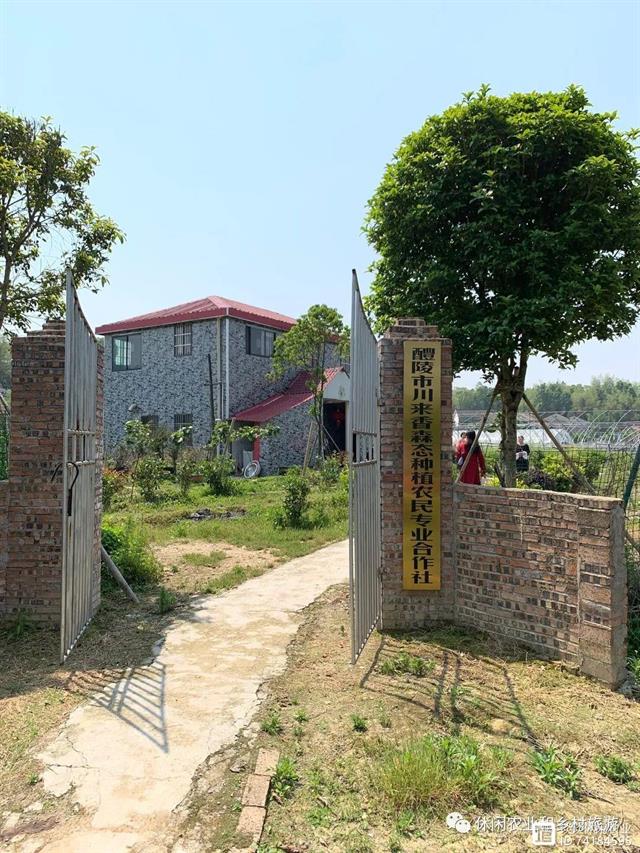 听说过“红果参”水果名吗？亩产二千斤每斤售价一百元