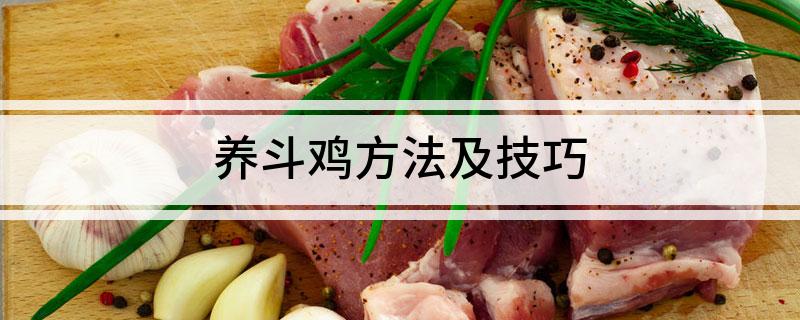 致富养殖斗鸡图片_致富养殖斗鸡视频_致富经斗鸡养殖