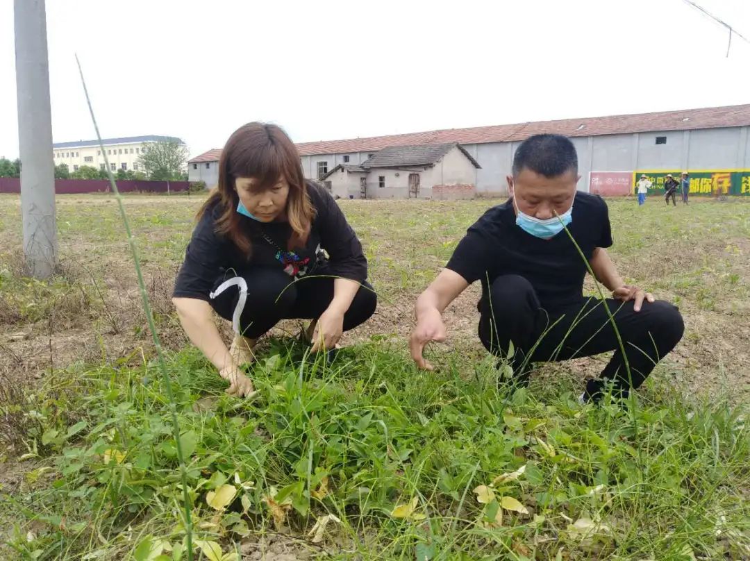 荆州农村种植致富_荆州的农村_湖北荆州蔬菜种植基地