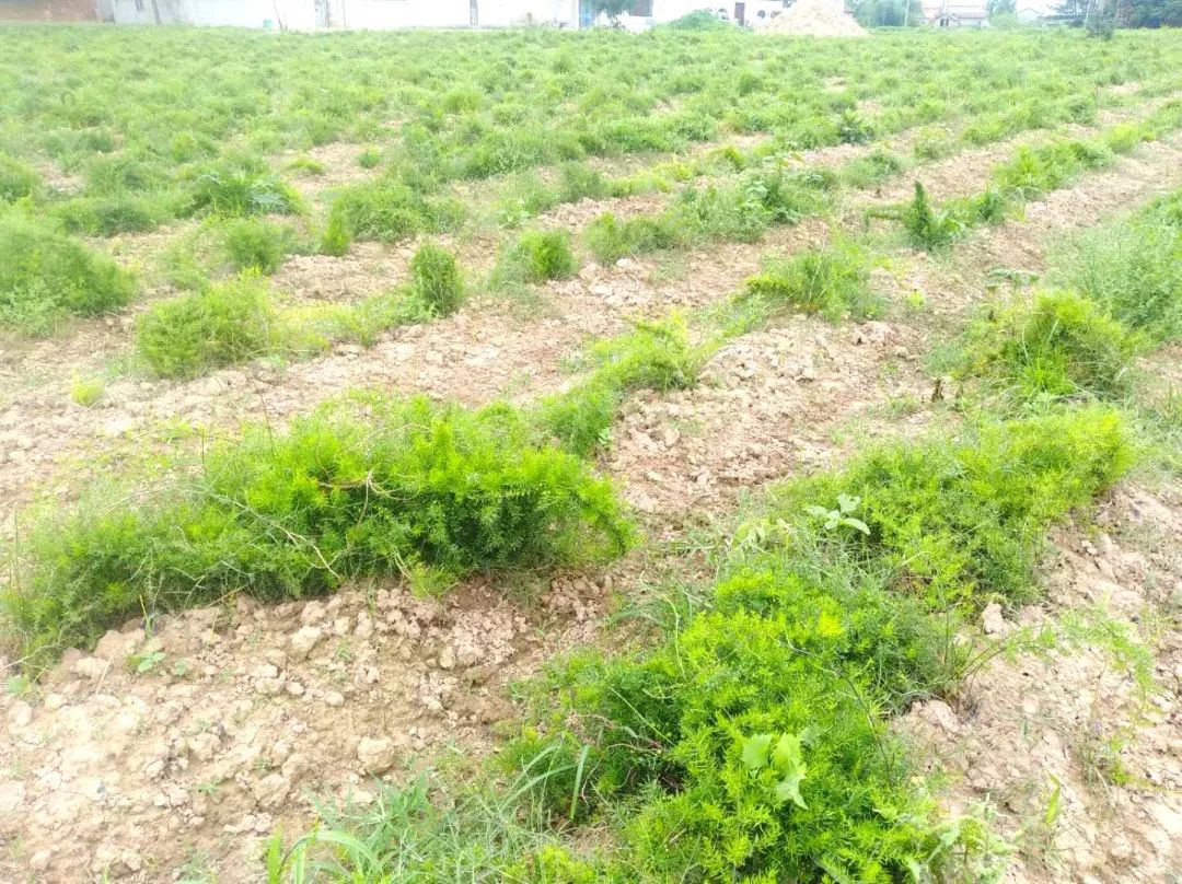 湖北荆州蔬菜种植基地_荆州的农村_荆州农村种植致富