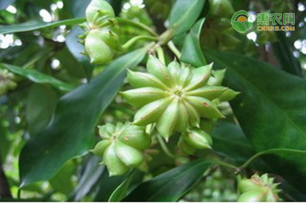 八角种植有前景吗？每亩利润是多少？
