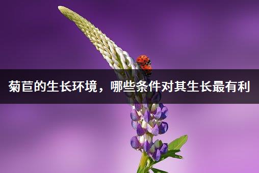 菊苣的生长环境，哪些条件对其生长最有利