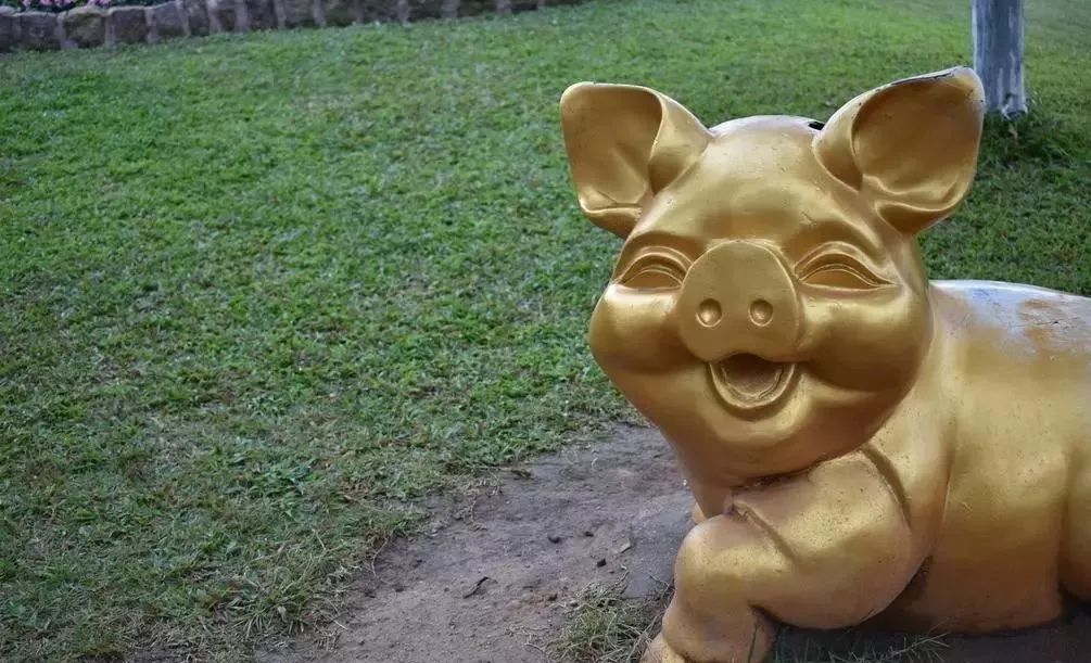 喂猪养殖方法_养殖喂猪技术新闻报道_养殖场喂猪新技术