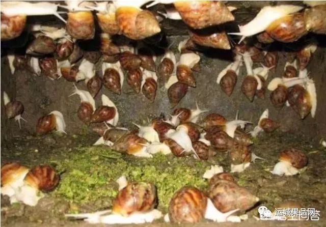 运城蜗牛养殖技术_蜗牛养殖的套路_蜗牛养殖业怎么样