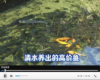 [科技苑]清水养出高价鱼(20140218)