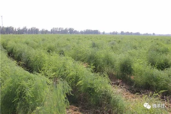 致富种植芦笋怎么样_芦笋的种植致富_致富经芦笋种植视频