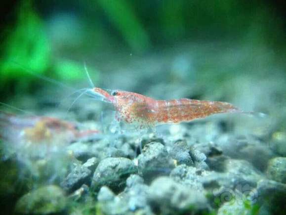 繁殖虾淡水养殖技术要求_淡水虾繁殖与养殖技术_繁殖虾淡水养殖技术方法
