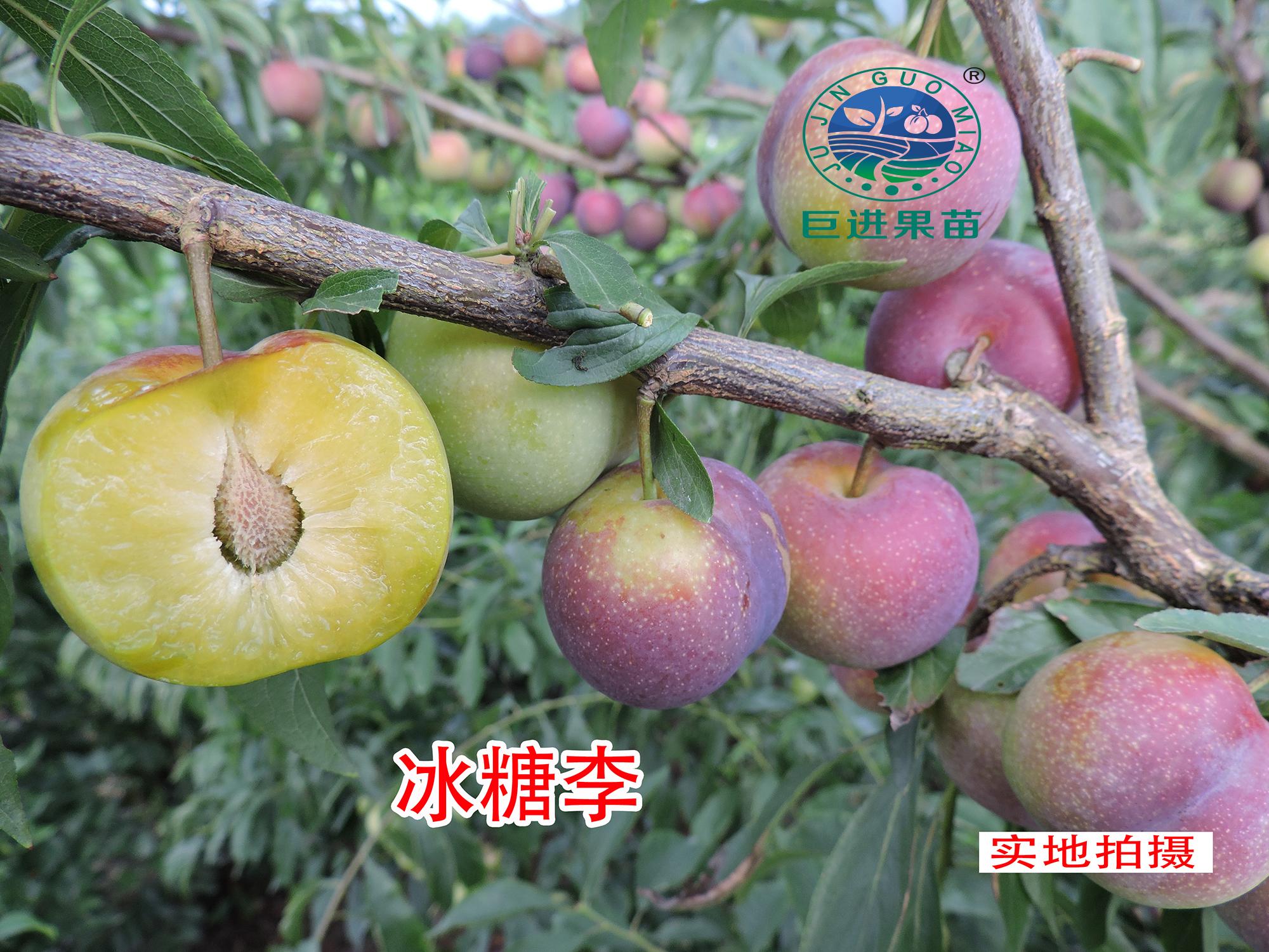 致富李子种植晚熟还是早熟_致富李子种植晚熟吗视频_种植晚熟李子致富