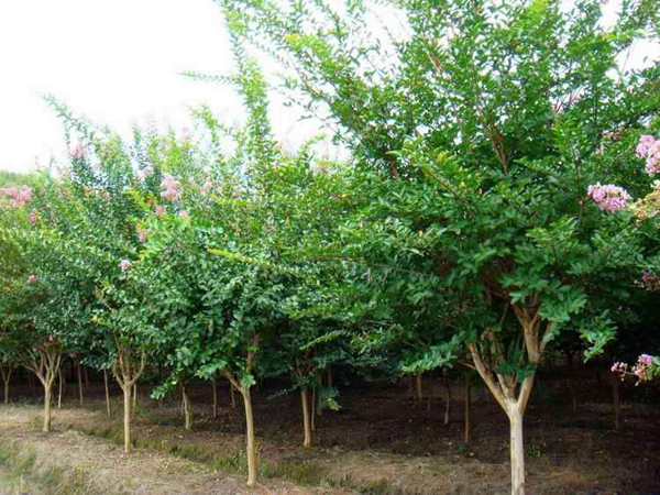 紫薇树容易栽活吗？紫薇种植技术