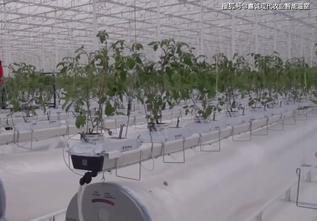 眉山草莓园采摘_眉山草莓种植温室大棚致富_眉山草莓基地