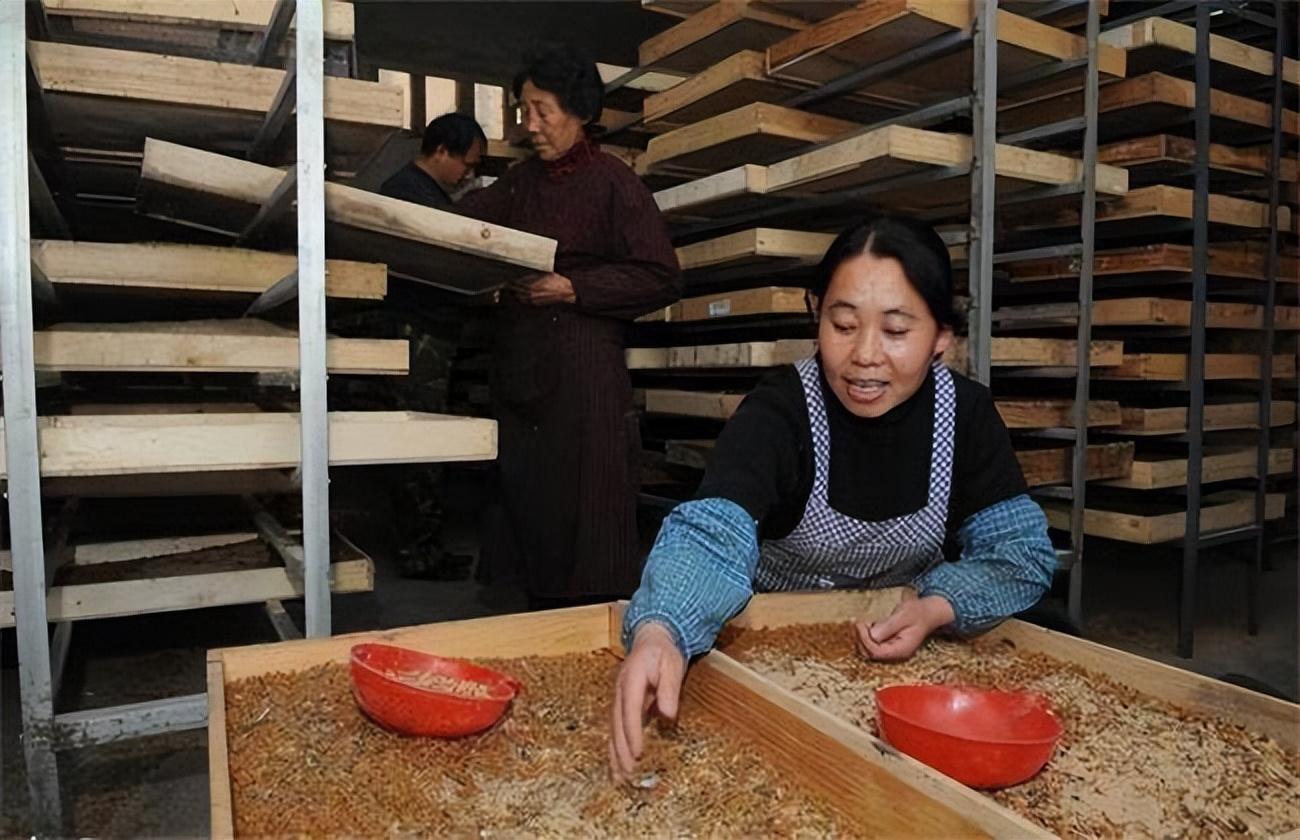 养鱼致富经_养殖致富鱼技巧_致富经养鱼视频大全集